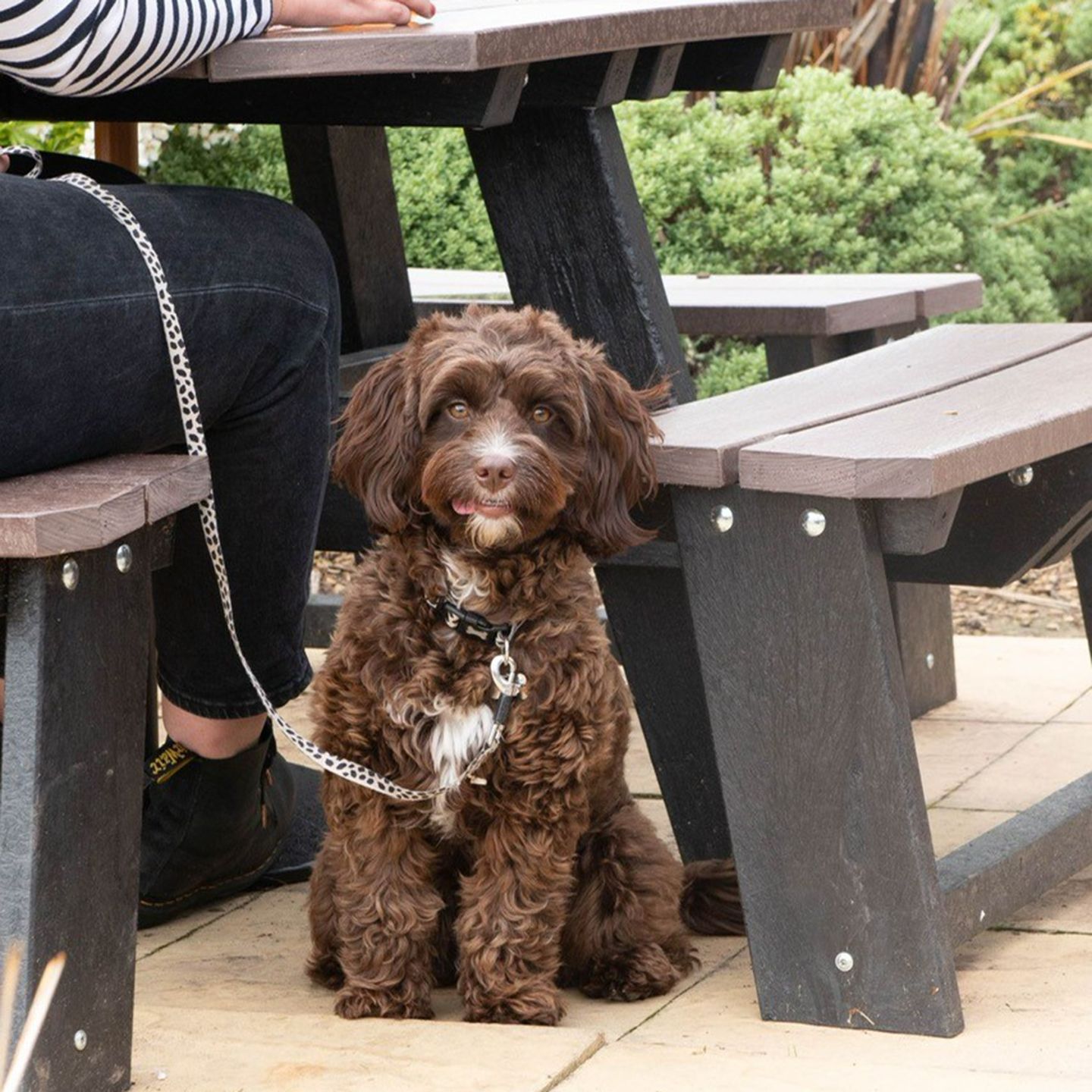 Your local dog friendly pub in Ashby De La Zouch